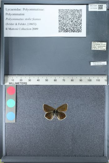 Media type: image;   Entomology 155244